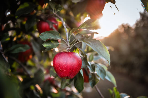 Fresh ripe red and green apples rich in pectin and quercetin