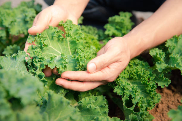 Fresh organic curly green kale leaves on a cutting board, rich in Vitamin K1 that activates bone-hardening mineral matrix pathways.