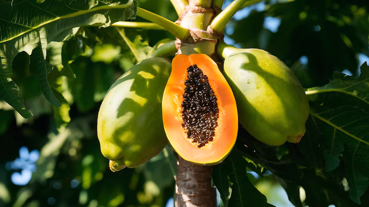 Fresh ripe papaya halved on a plate, displaying its proteolytic papaya/papain enzymes that break down protein and aid gut motility.
