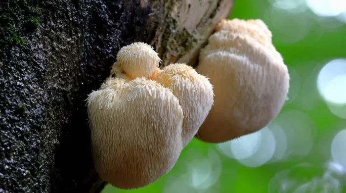 A majestic fresh white Lion's Mane mushroom growing on a log, showing cascading icicle-like spines rich in NGF-stimulating hericenones.